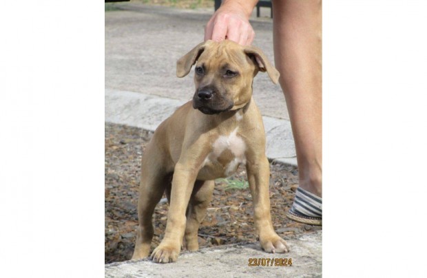 Amerikai pitbull terrier 9 hetes szuka kiskutya