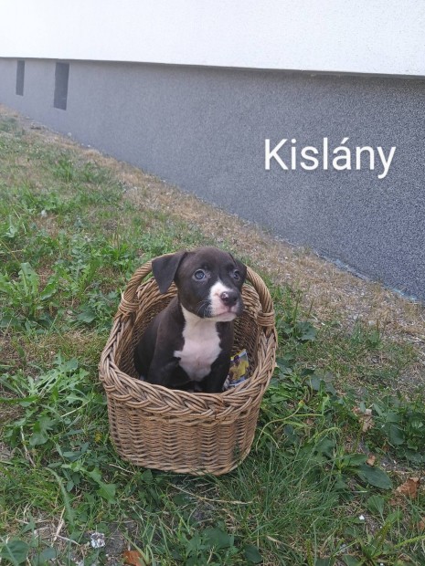 Amerikai staffordshire terrier (amstaff) fajtatiszta jelleg kiskutya