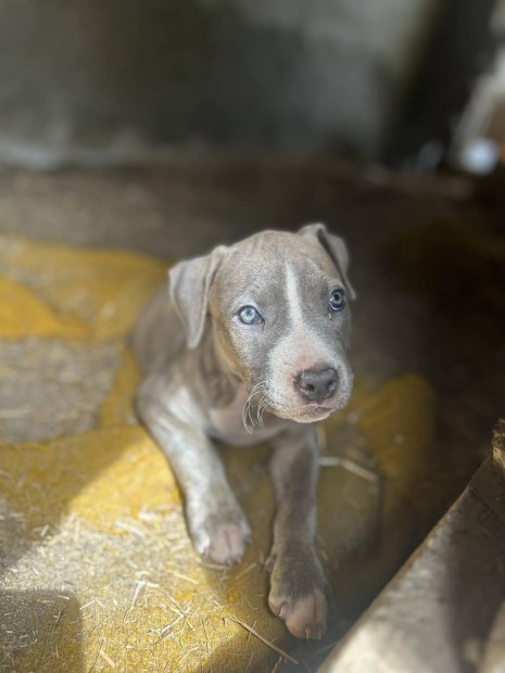 Amerikai staffordshire terrier fajtajelleg kiskutya 