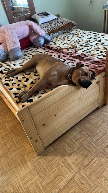 Amerikai staffordshire terrier ingyen elvihető! 1,5 Éves kan