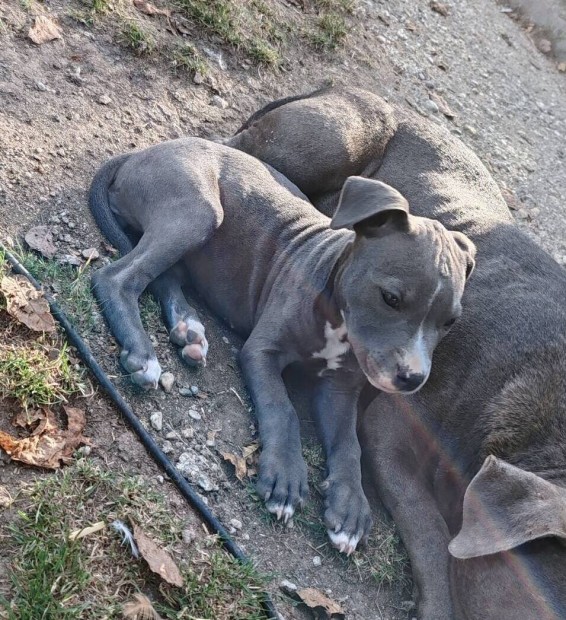 Amerikai staffordshire terrier jelleg kiskutya