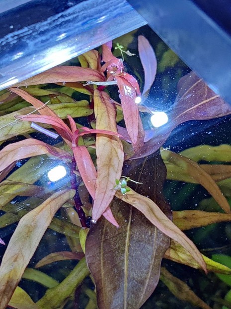 Ammania gracilis RED akvriumi nvny, vzinvny 