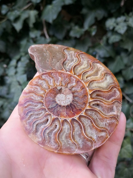Ammonitesz fosszlia, skvlet 