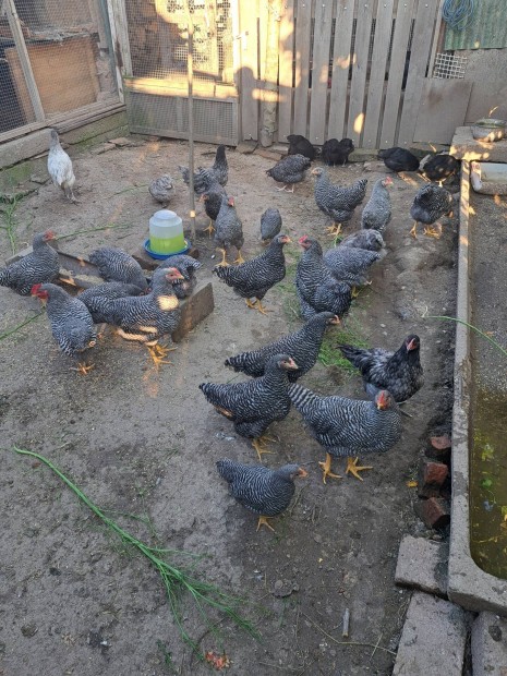 Amrock s australorp kakasok!