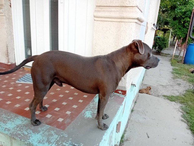 Amstaff Amerikai Staffordshire Terrier "jelleg"