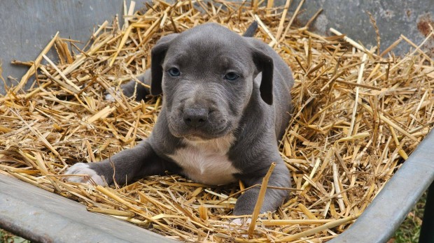 Amstaff (Staffordshire Terrier) jelleg kutyusok ingyen elvihetk