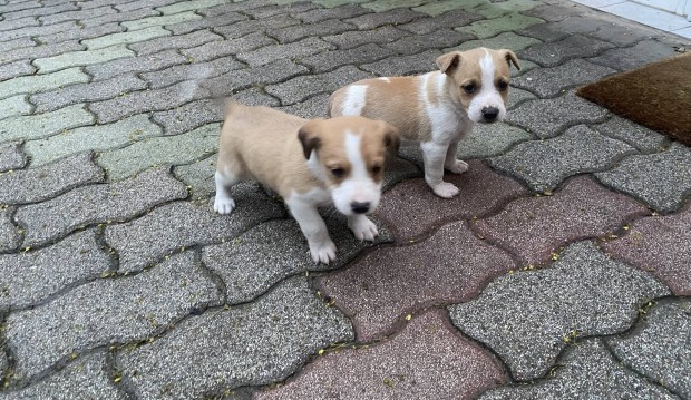 Amstaff fajta jelleg kiskutyk rkbe fogadhatk.
