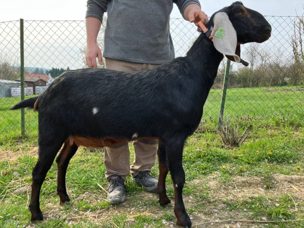 Anglo-n�biai teny�szanya