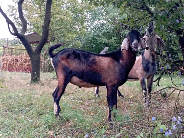 Anglo-nbiai tenyszbak