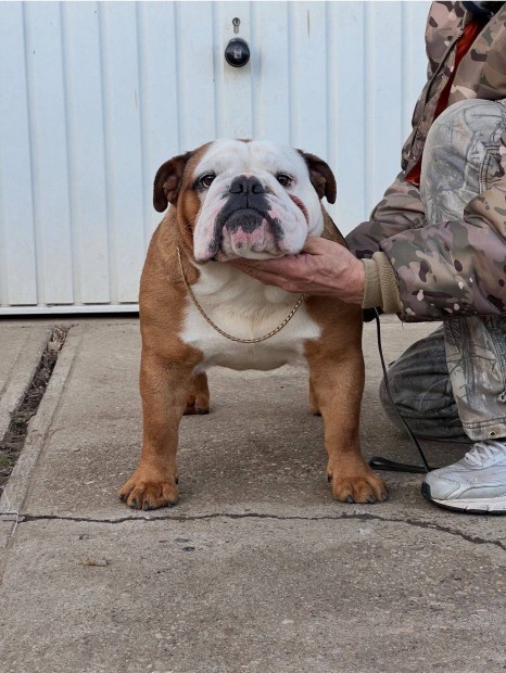 Angol Bulldog Kan!