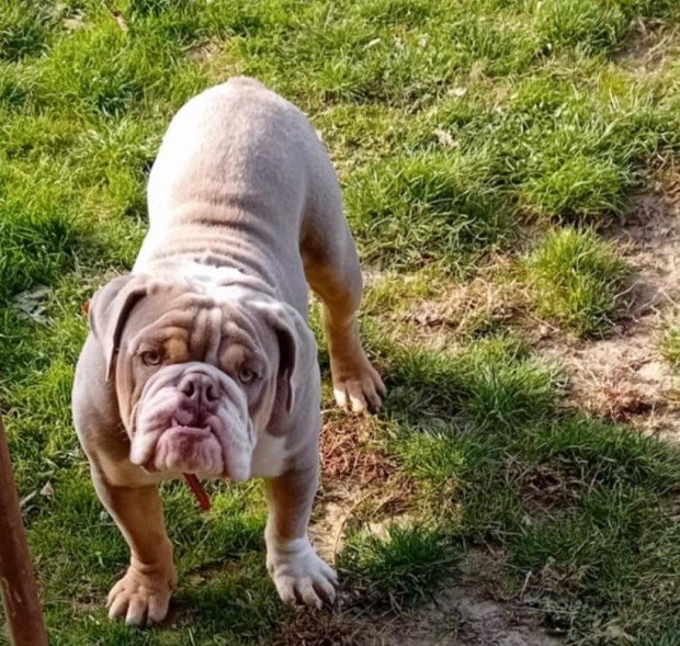 Angol Bulldog fajtajelleg kutyus rkbe fogathat