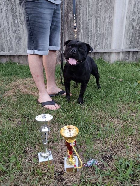 Angol Staffordshire Bullterrier fedez !