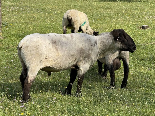 Angol Suffolk kos 
