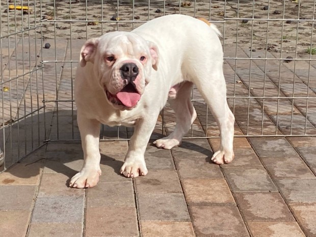 Angol bulldog elad