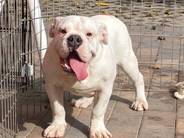 Angol bulldog kiskutya elad