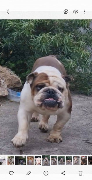 Angol bulldog pr fajta jelleg
