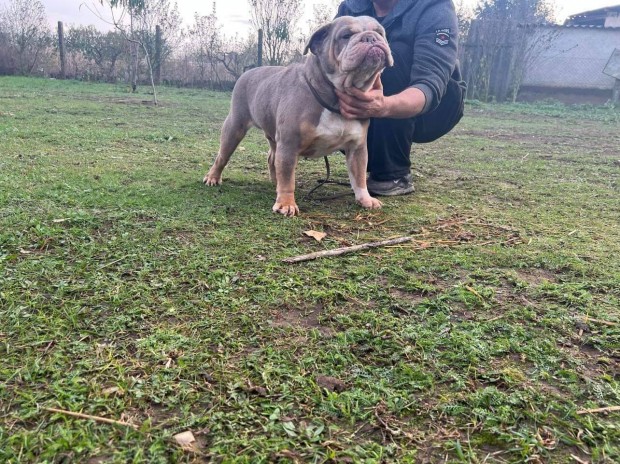 Angol bulldog szuka