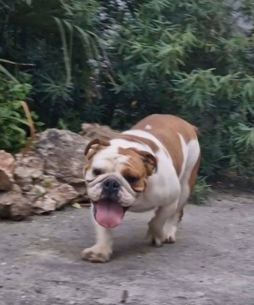 Angol bulldog szuka fajta jellegű