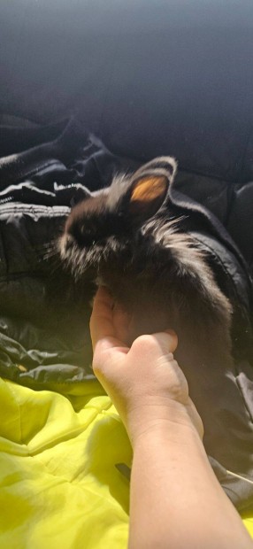 Angora nyuszik