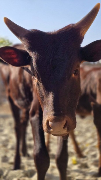 Ankole-Watusi marha