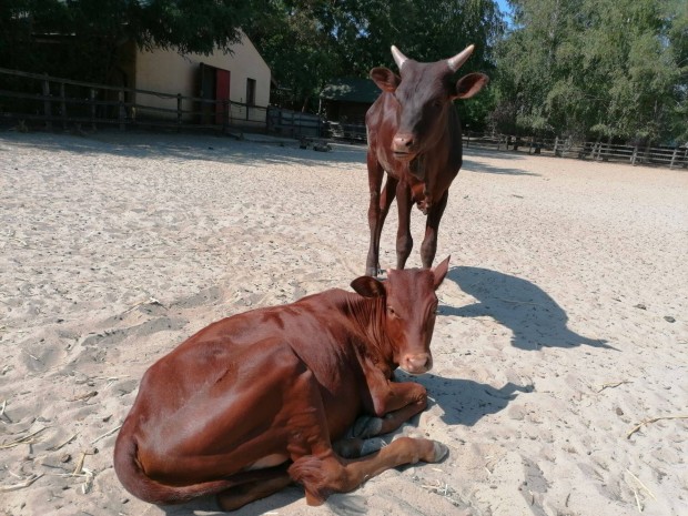 Ankole-Watusi sz borjak eladk