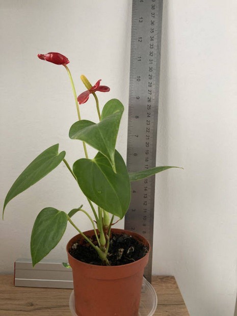 Anthurium-baby csaldot keres