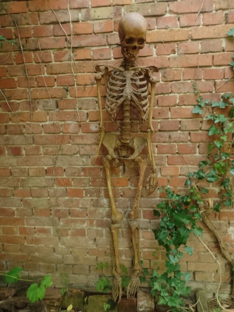 Antik anatmiai csontvz skeleton
