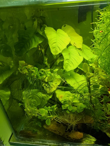 Anubias csere