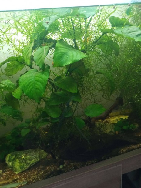 Anubias vzinvny, akvrium nvny