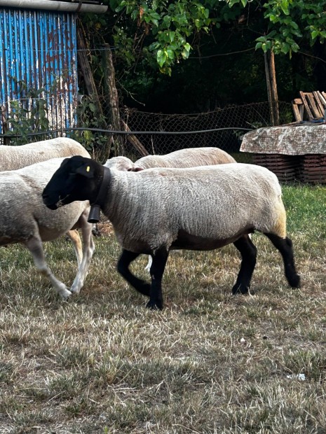 Anya s kos birka elad