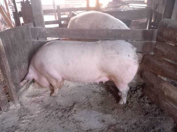 Anya v�g�sra elad�!