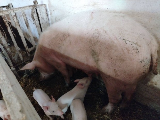 Anyakoca Malacaival Elad�