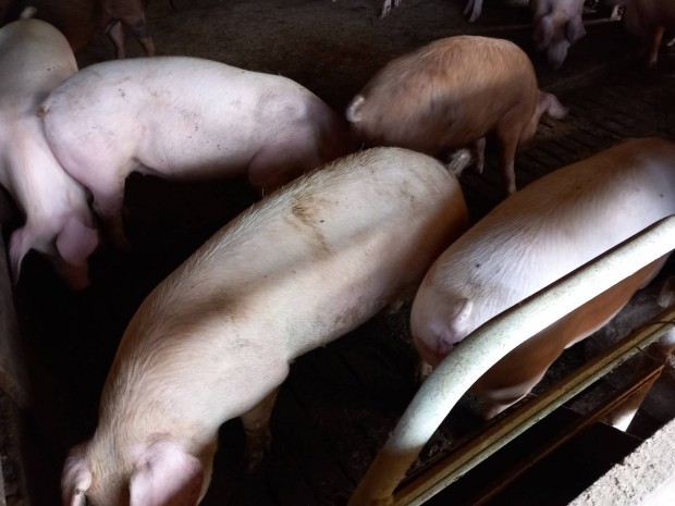 Anyakoca vgsra elad!