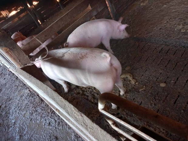 Anyakoca v�g�sra elad�!