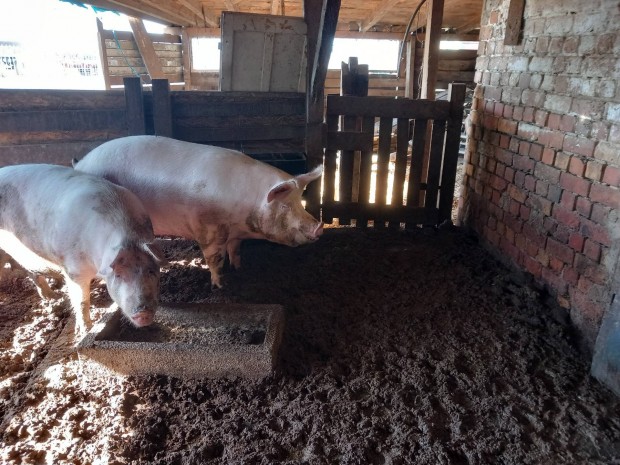 Anyakoca v�gni elad�!