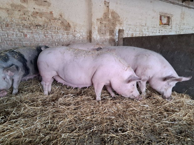 Anyakoc�k elad�k