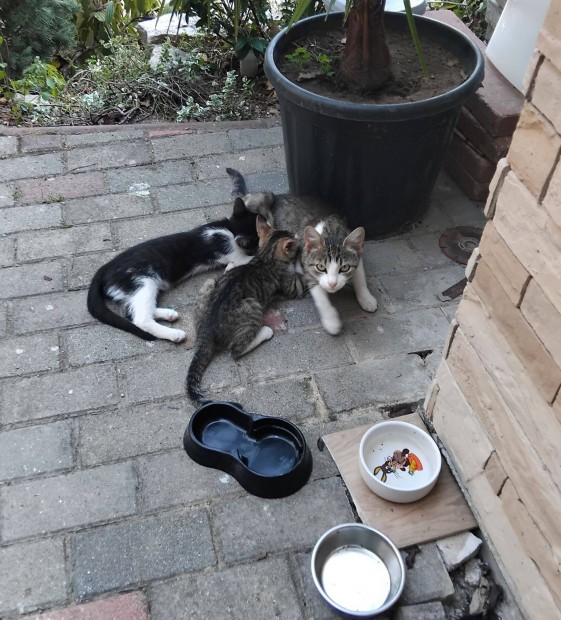 Anyamacska 2 kiscicájával (10 hetes)gazdára vár