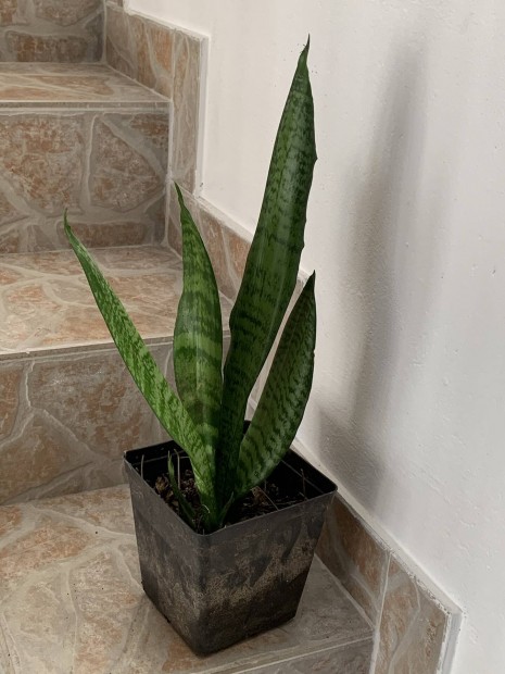 Anysnyelv Sansevieria Levegtisztt nvny