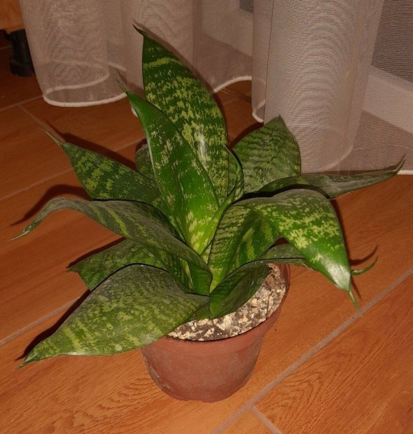 Anysnyelv (Sansevieria trifasciata) szobanvny