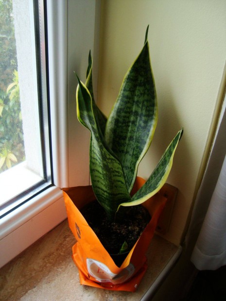 Anysnyelv / Sansevieria elad