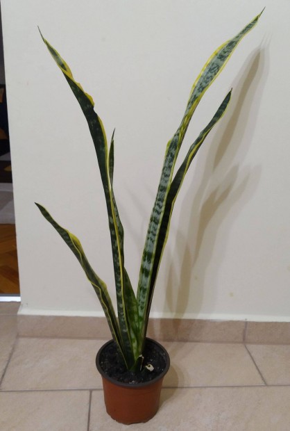 Anyósnyelv szobanövény, 80 cm, sárga szélű ( 202500611 )