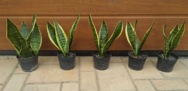 Anysnyelvek ( Sansevieria ) srga szlek