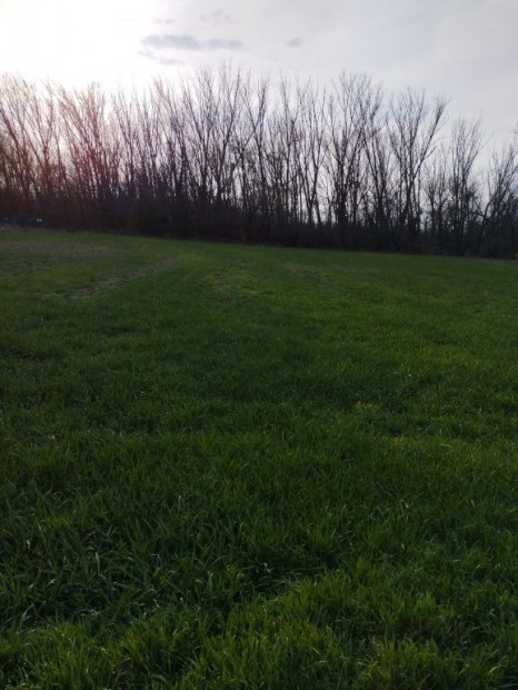 �porka, Pet�fi utca, 796 m2-es, telek