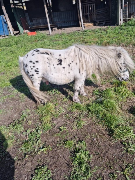 Appaloosa csdr elad