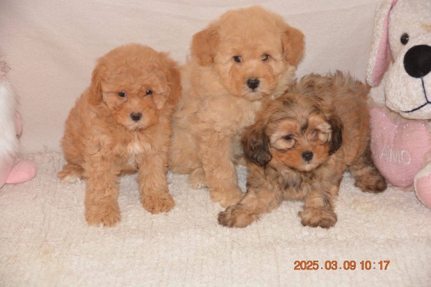 Apricot Maltipoo (Mltai selyem X T.uszkr)