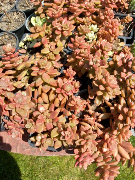 Apr� piros level� cs�ng� pozsg�s