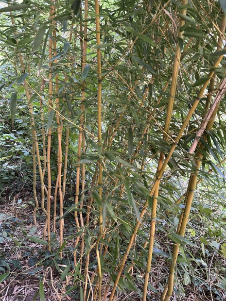 Arany bambusz elad