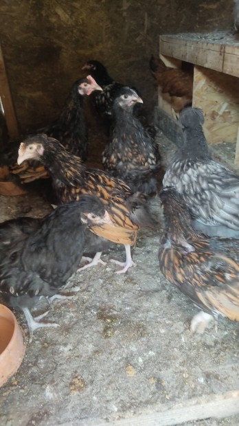Aranypikkelyes Orpington elnevelt csirke elad