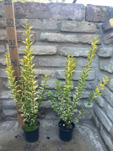 Aranytarka level fagyal Ligustrum ovalifolium Aureum 40/60