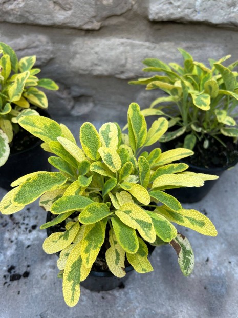 Aranytarka orvosi zslya - Salvia officinalis Goldblatt